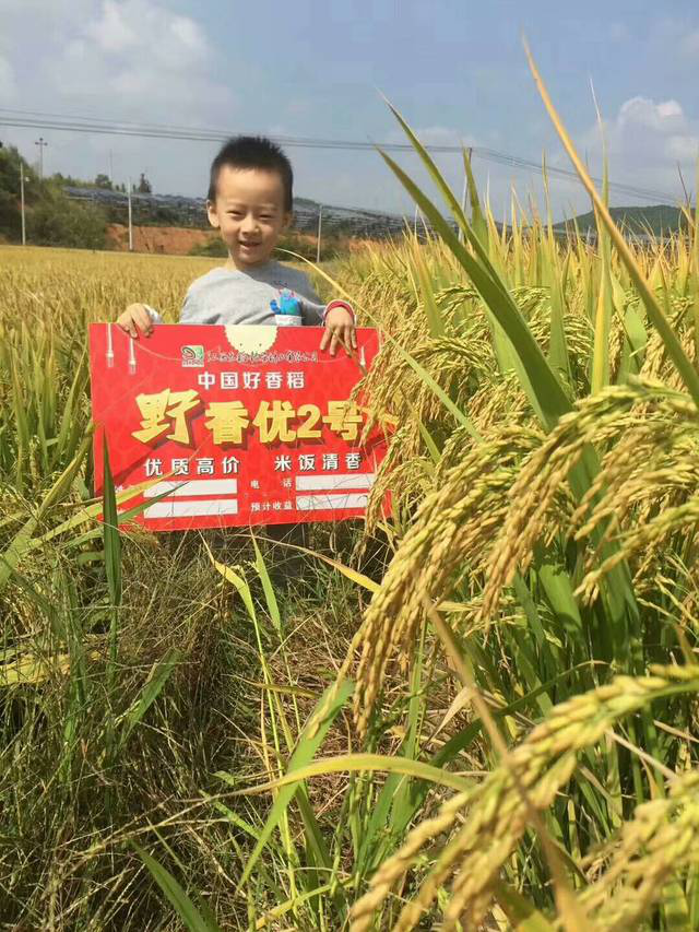 2019年該種什么品種的水稻？這個既優(yōu)質(zhì)又香的系列品種值得青睞！