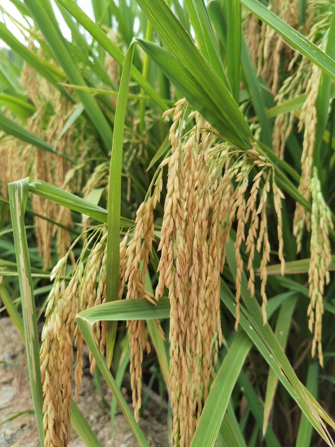 高峰優(yōu)1號