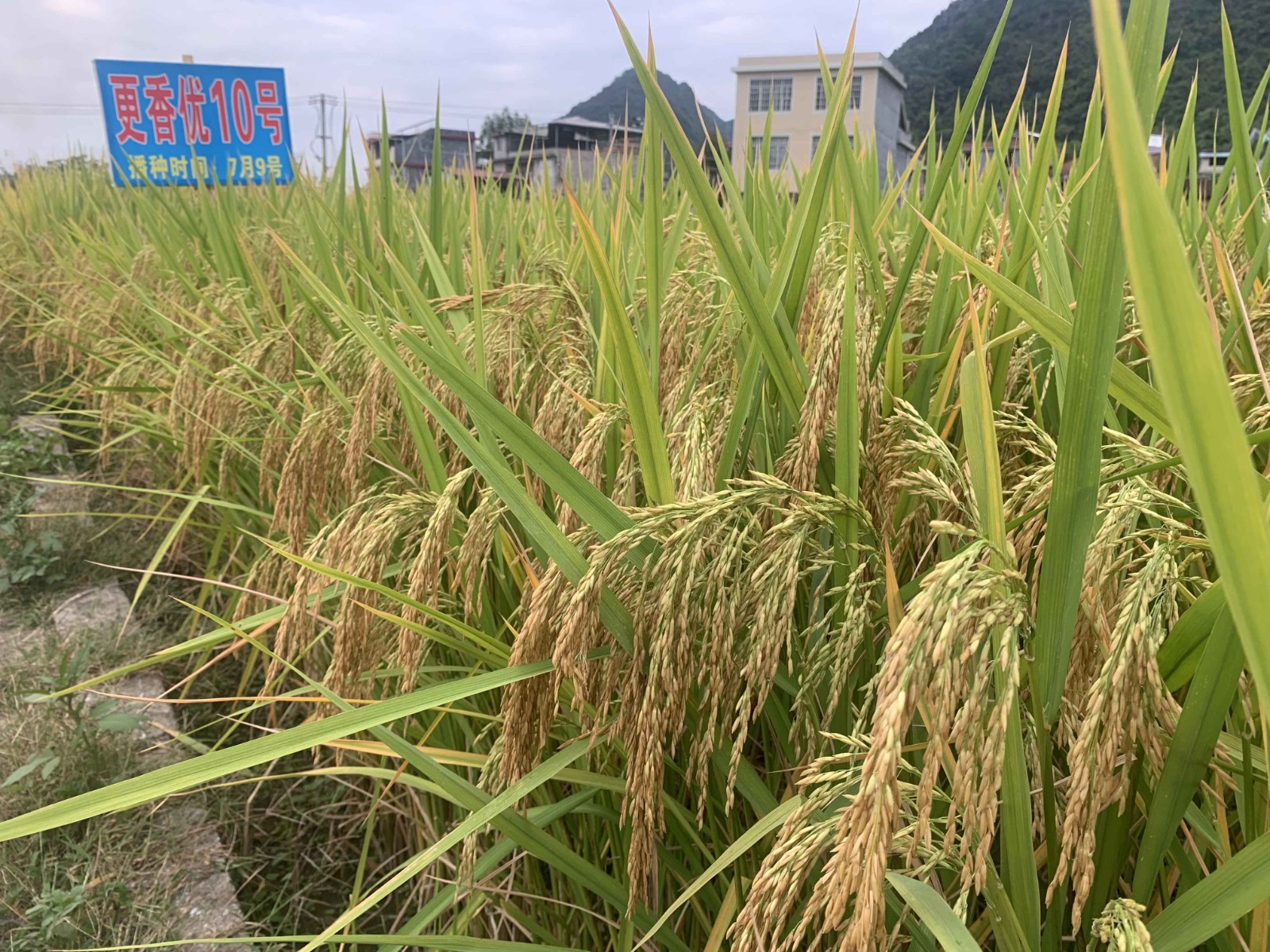更香優(yōu)10號